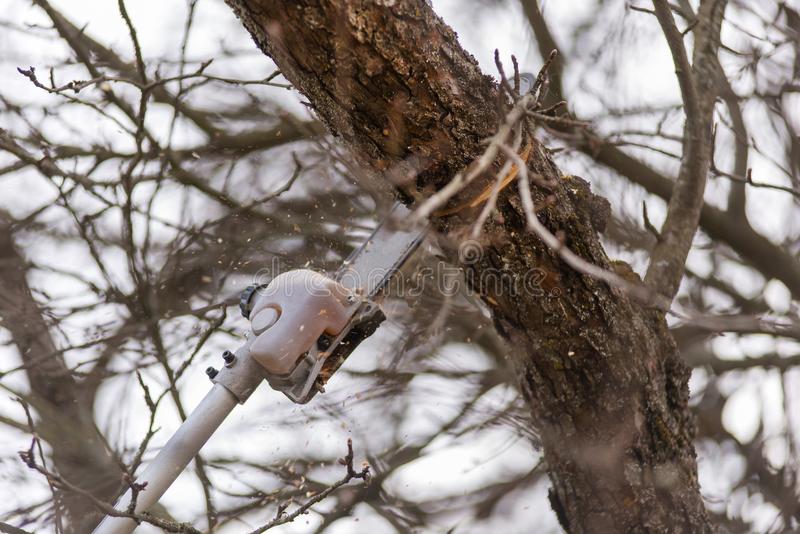 chainsaw Pole Saws A Buying Guide
