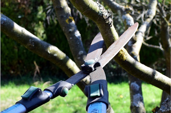 5 Simple Tree Care and Maintenance tips to keep your trees healthy
