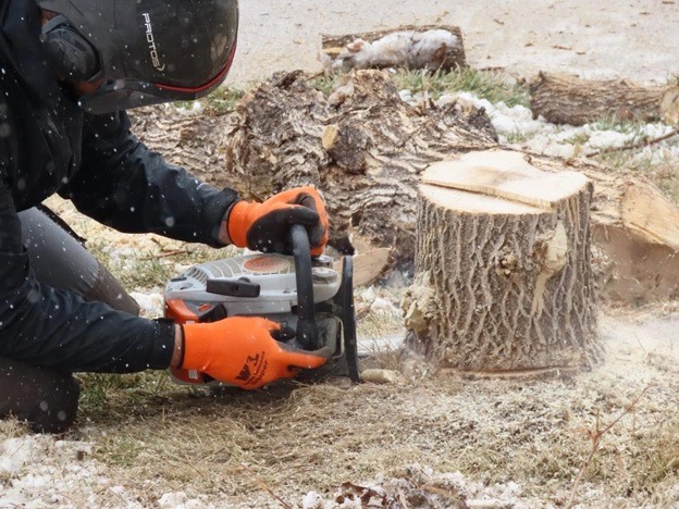 Stump Grinding vs. Stump Removal What’s The Difference