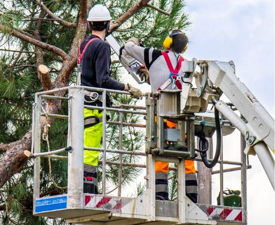 6 Reasons to Invest in Tree Cutting Service in New Orleans
